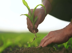 Rootstock Sees Record Merged Mining Rate Despite Declining User Activity in Q1 2025